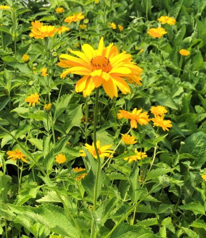 Yellow, daisy-like flowers growing in a garden