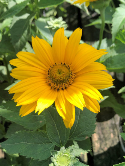 Close-up of yellow, daisy-like flower with yellow center