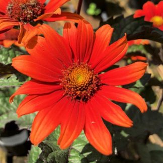 Close-up of orangish-red, daisy-like flowers with golden centers