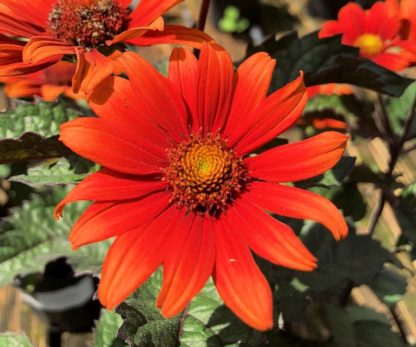 Close-up of orangish-red, daisy-like flowers with golden centers