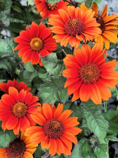 Close-up of orangish-red, daisy-like flowers with golden centers