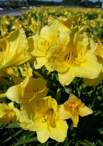 A group of cupped yellow flowers surrounded by grass-like foliage growing in a field