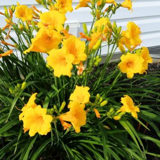 A group of cupped yellow flowers surrounded by grass-like foliage growing beside house