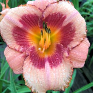 Large, cupped, peachy-pink flower with magenta center and yellow stamens surrounded by grass-like foliage