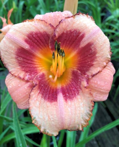 Large, cupped, peachy-pink flower with magenta center and yellow stamens surrounded by grass-like foliage