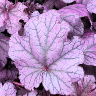 Close up of bright, frosted purple-colored leaves