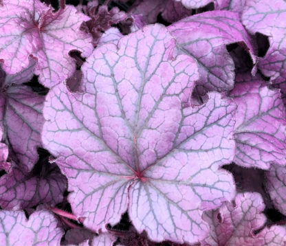 Close up of bright, frosted purple-colored leaves