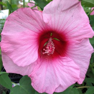 Close-up of large pink flower with dark pink center