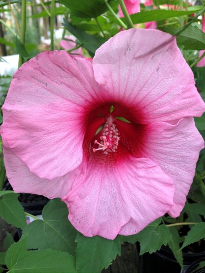 Close-up of large pink flower with dark pink center