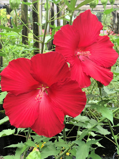 Close-up of two large red flowers