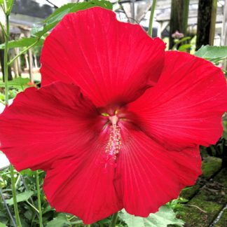 Close-up of large red flower