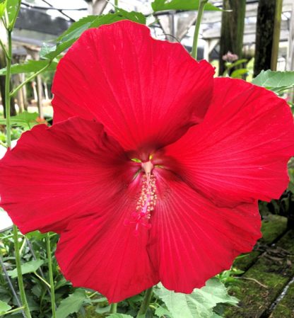 Close-up of large red flower