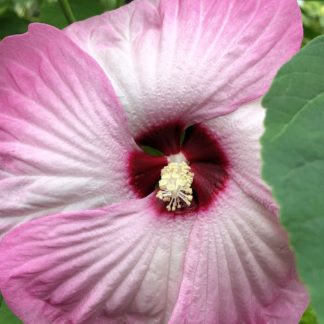 Close-up of large pink and white flower with dark-pink center