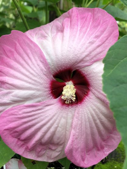 Close-up of large pink and white flower with dark-pink center