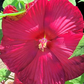 Close-up of large, red flower surrounded by green leaves