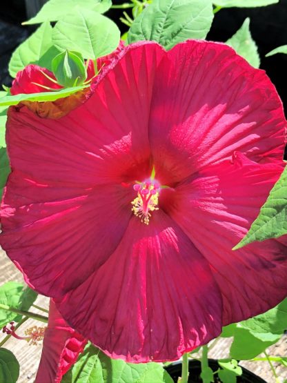 Close-up of large, red flower surrounded by green leaves