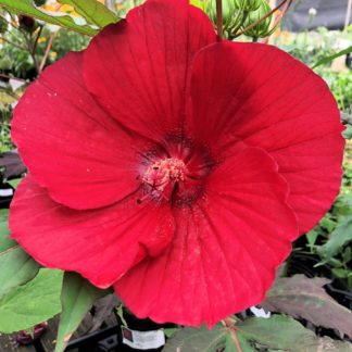 Close-up of large, red flower surrounded by green leaves