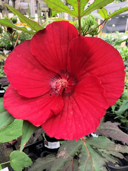 Close-up of large, red flower surrounded by green leaves
