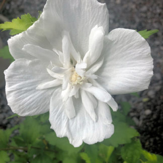 Close-up of large, white flower surrounded by green leaves