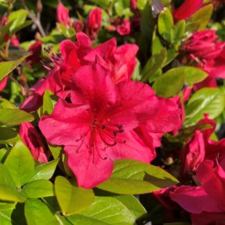 Close-up of red flowers surrounded by small green leaves