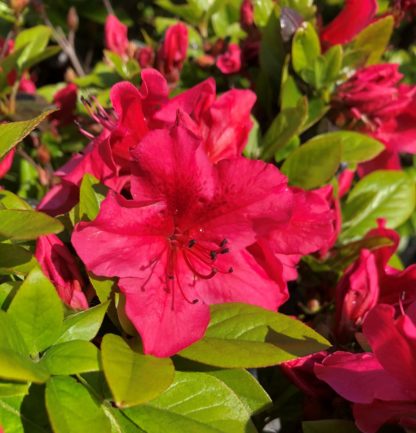 Close-up of red flowers surrounded by small green leaves