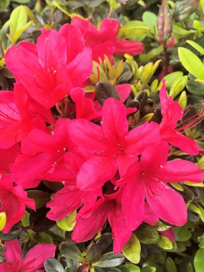 Close-up of red flowers surrounded by small green leaves