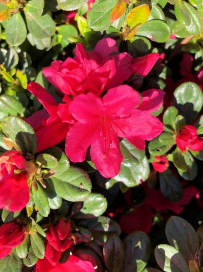 Close-up of red flowers surrounded by small green leaves