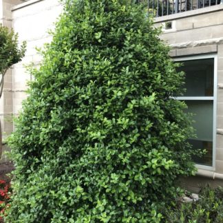 Dense, pyramidal, evergreen tree with shiny leaves planted in garden planted next to building