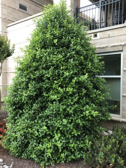 Dense, pyramidal, evergreen tree with shiny leaves planted in garden planted next to building