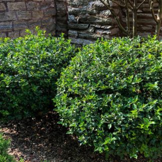 Compact round shrub with shiny green leaves planted in mulched garden in front of house