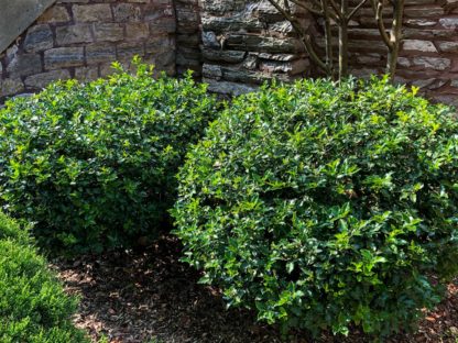 Compact round shrub with shiny green leaves planted in mulched garden in front of house