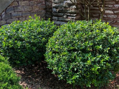 Compact round shrub with shiny green leaves planted in mulched garden in front of house