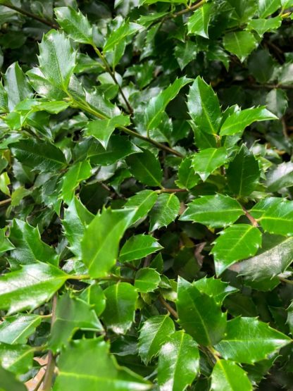 Close-up of pointy green leaves