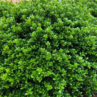 Compact shrub with shiny green leaves planted in mulched garden