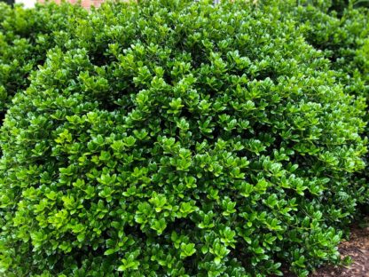 Compact shrub with shiny green leaves planted in mulched garden