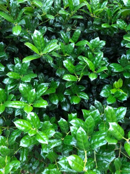 Close-up of pointy green leaves