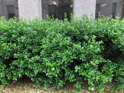 Hedge of green shrubs with shiny green leaves in front of building and windows