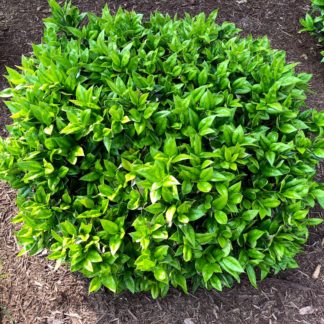 Compact shrub with shiny green leaves planted in mulched garden