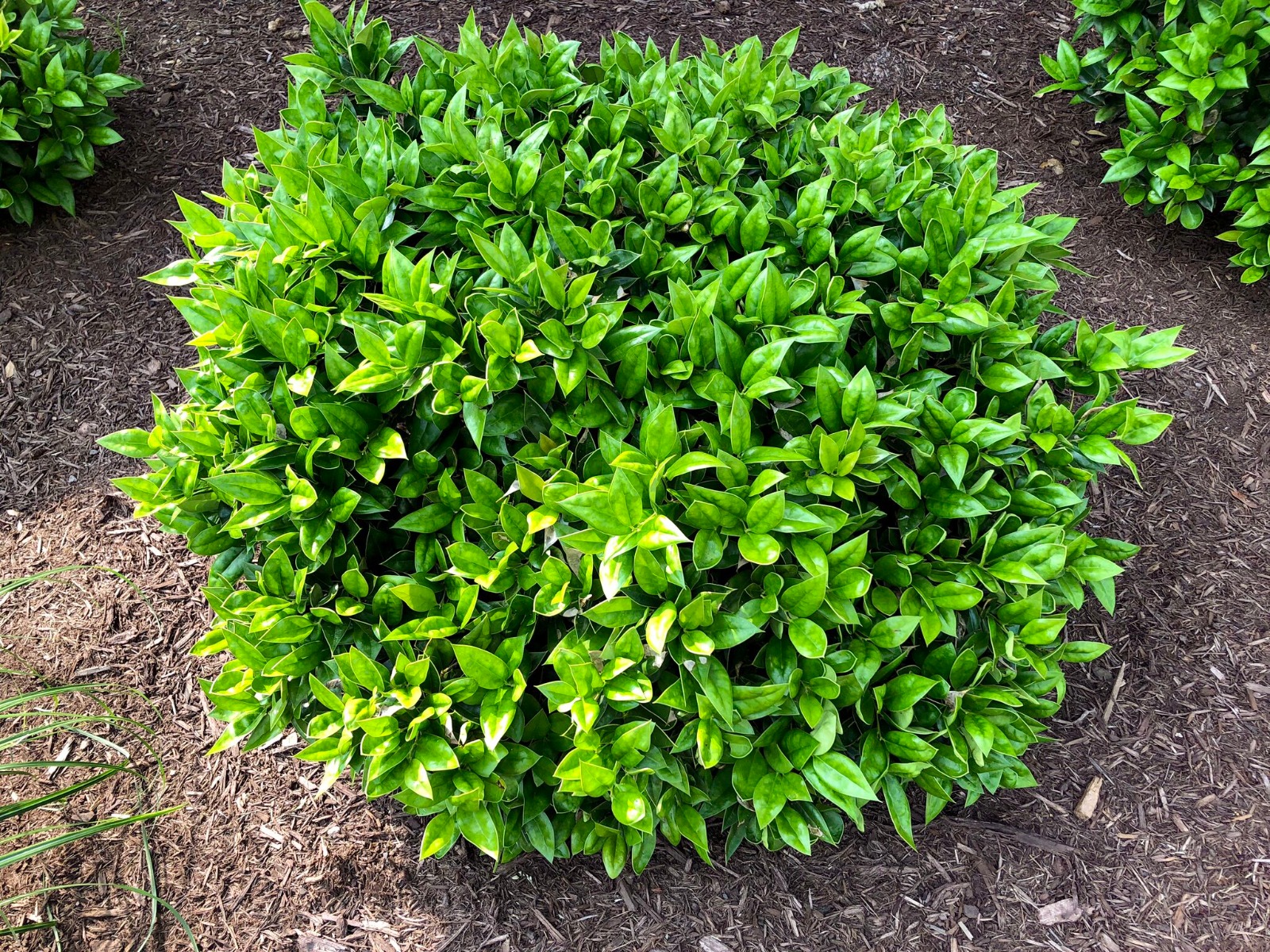 Stunning Loropetalum Companion Plants That Will Make Your Garden Pop ...