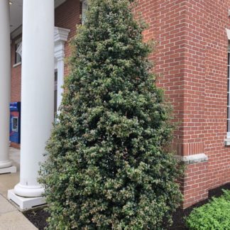 Dense, pyramidal, evergreen tree with shiny leaves planted in garden next to brick building and white pillar