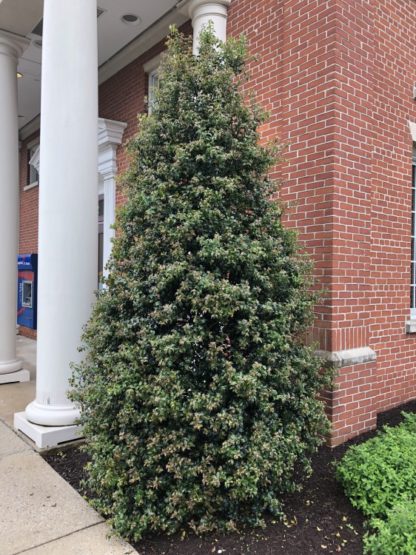Dense, pyramidal, evergreen tree with shiny leaves planted in garden next to brick building and white pillar