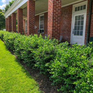 Row of green shrubs planted in front of brick building
