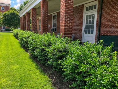 Row of green shrubs planted in front of brick building