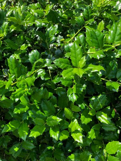 Close-up of pointy green leaves