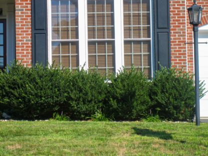 Row of round green shrubs planted in front of brick house and windows