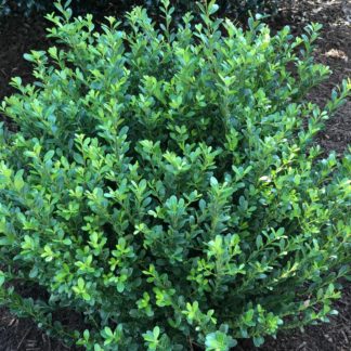 Compact shrub with small green leaves planted in mulched garden