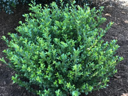 Compact shrub with small green leaves planted in mulched garden