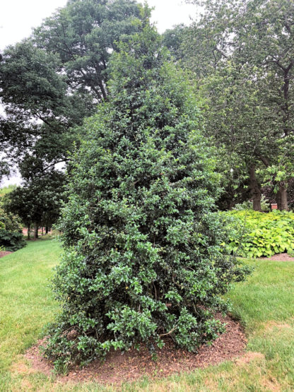 Dense, pyramidal, evergreen tree with shiny leaves planted in lawn