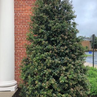 Dense, pyramidal, evergreen tree with shiny leaves planted in garden next to brick wall and white pillar