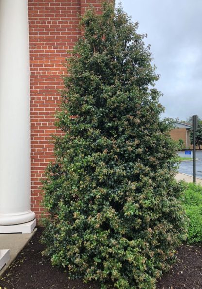 Dense, pyramidal, evergreen tree with shiny leaves planted in garden next to brick wall and white pillar